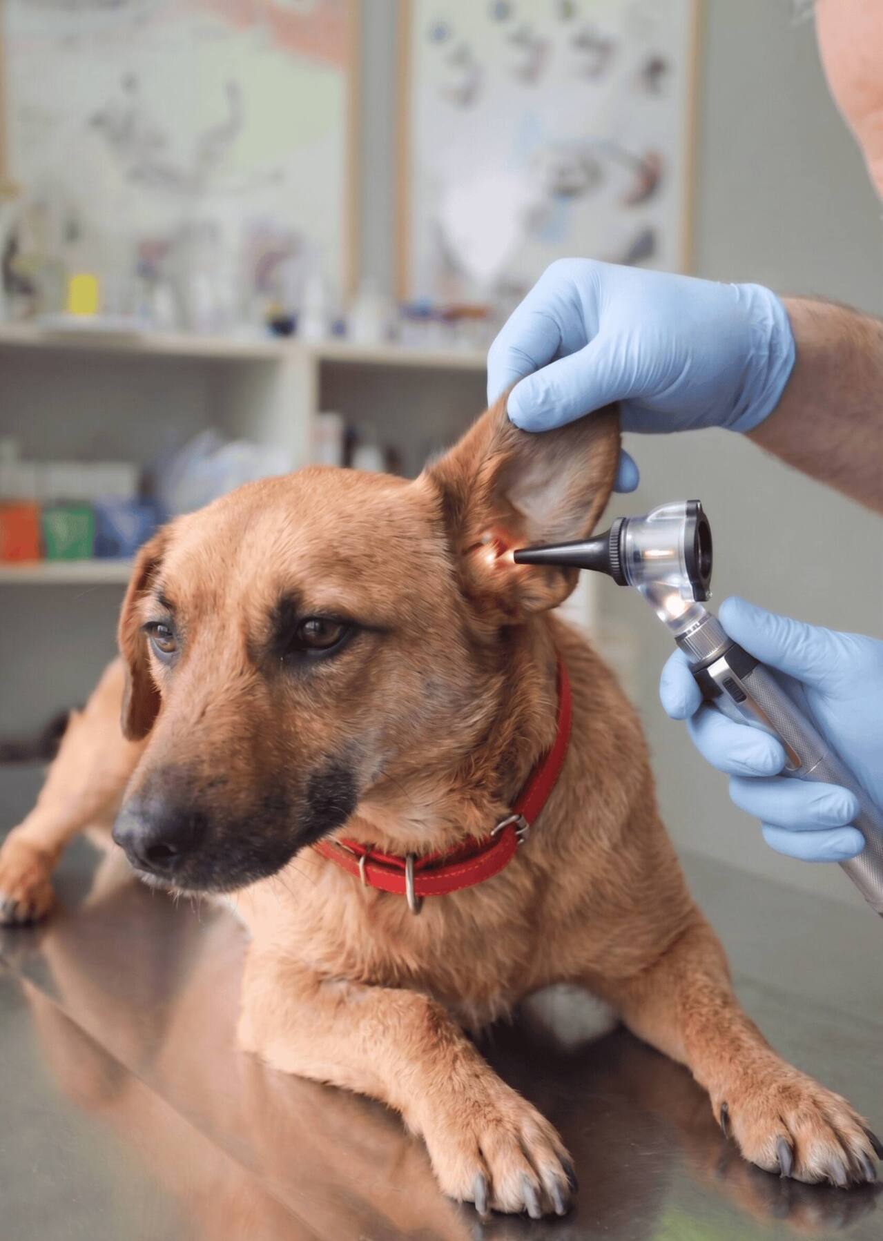 Perro en consulta vetrinaria revisandole los oidos