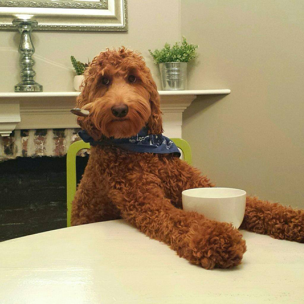 Perrito esperando la comida