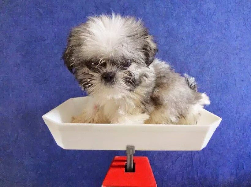 Imagen de un cachorro en una balanza