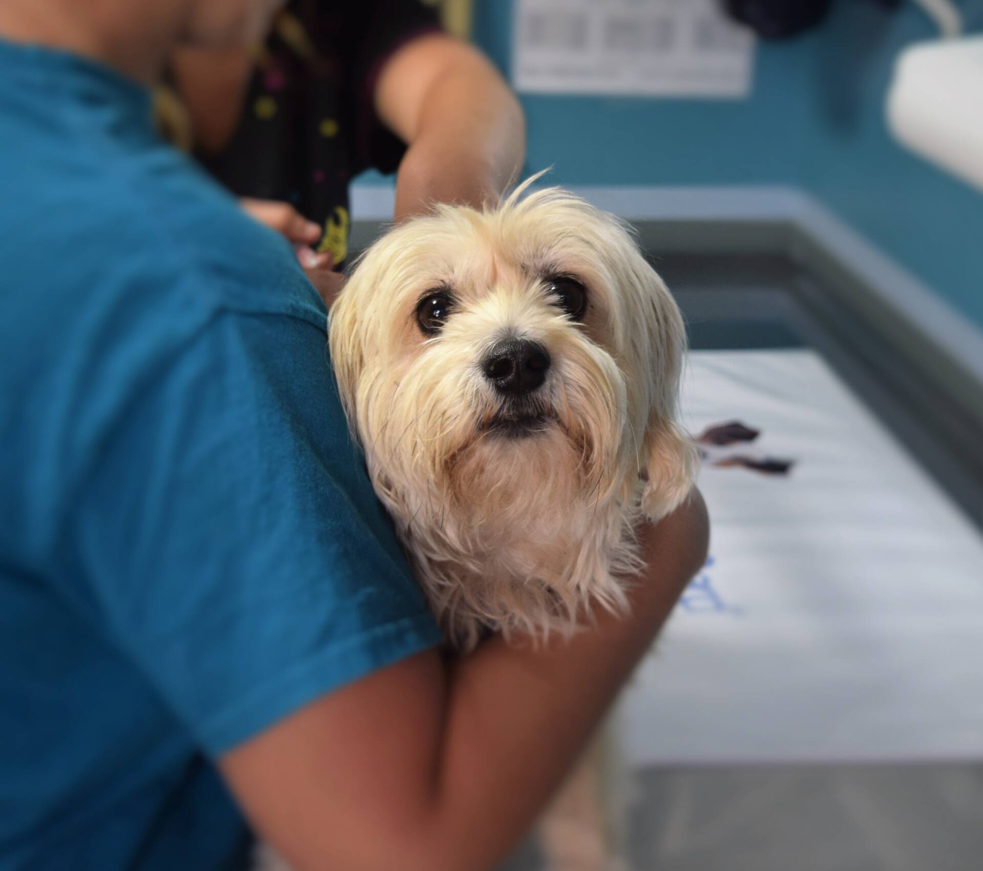 Perrito en consulta mirando a la camara