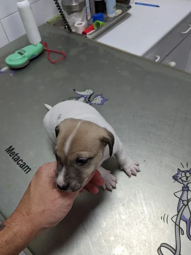 Perrito en cosulta veterinaria